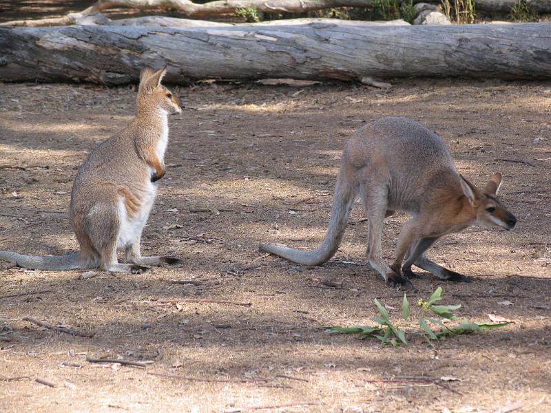 Lone Pine Sanctuary (9).jpg